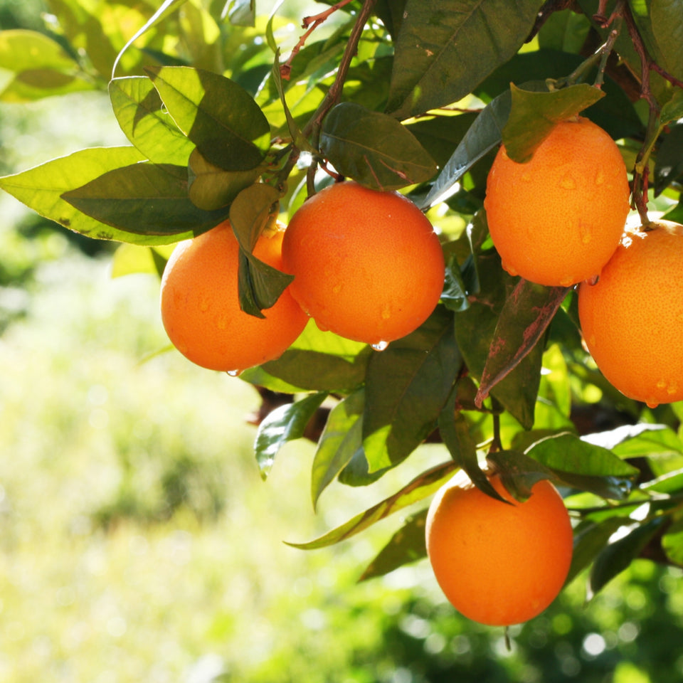 Scentmelts Room Fragrance Wax 'Singles'