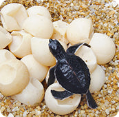 Nachhaltige Lösungen