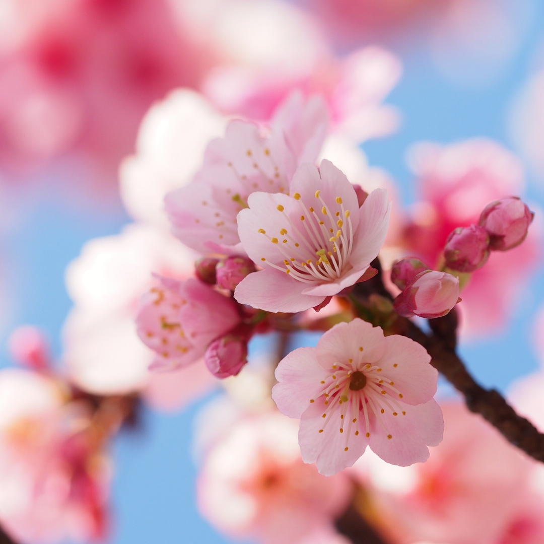 Scentmelts Raumduft-Wachs 'Singles'